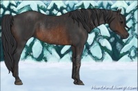 Horse Color:Brown Rabicano Brindle