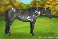 Horse Color:White Spotted Black Sabino