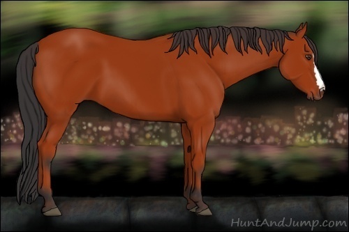 Horse Color:Bay 
