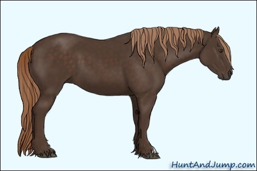 Horse Color:Unknown 