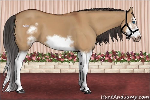 Horse Color:Bay Dun Splash Frame 