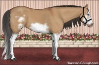 Horse Color:Bay Dun Splash Frame