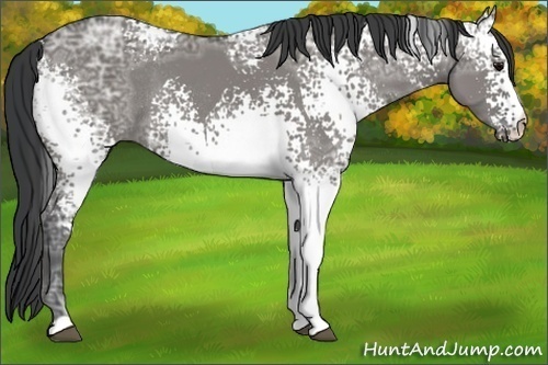 Horse Color:White Spotted Grullo Ice Rabicano 