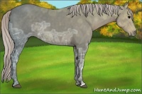 Horse Color:Silver Black Ice