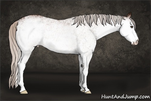 Horse Color:White Spotted Silver Brown