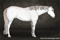 Horse Color:White Spotted Silver Brown