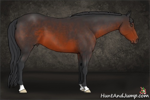 Horse Color:Brown 