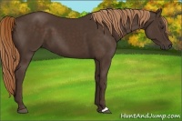 Horse Color:Liver Chestnut 