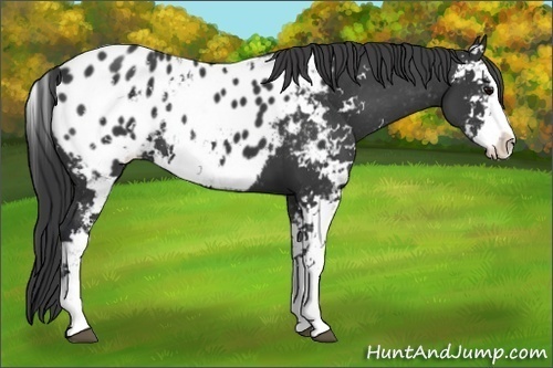 Horse Color:Black Sabino Appaloosa 