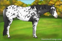 Horse Color:Black Sabino Appaloosa 