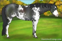 Horse Color:Black Sabino Appaloosa 