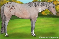 Horse Color:Bay Sabino Appaloosa 