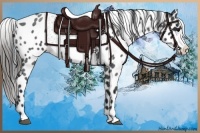 Horse Color:Blue Roan Appaloosa 