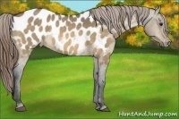 Horse Color:Buckskin Roan Dun Blanket