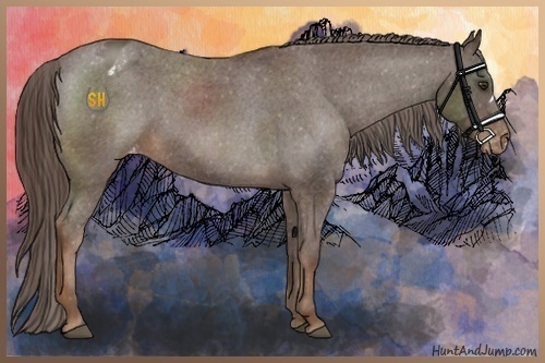 Horse Color:Liver Chestnut Appaloosa