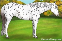 Horse Color:Brown Appaloosa 