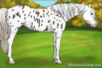 Horse Color:Liver Chestnut Appaloosa