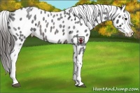 Horse Color:Brown Roan Appaloosa
