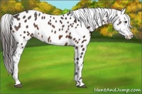 Horse Color:Bay Roan Appaloosa 