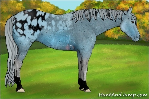 Horse Color:ERROR: UNKNOWN ANOMALY