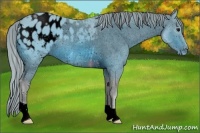 Horse Color:ERROR: UNKNOWN ANOMALY