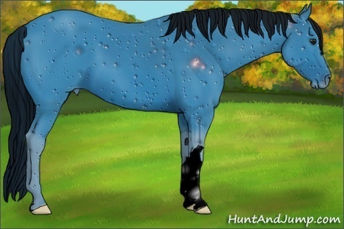 Horse Color:ERROR: UNKNOWN ANOMALY