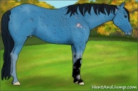Horse Color:ERROR: UNKNOWN ANOMALY