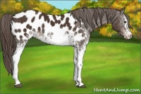 Horse Color:White Spotted Liver Chestnut Appaloosa 