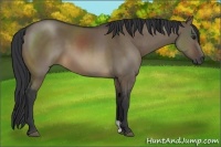 Horse Color:Brown Dun