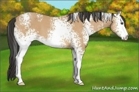 Horse Color:White Spotted Buckskin