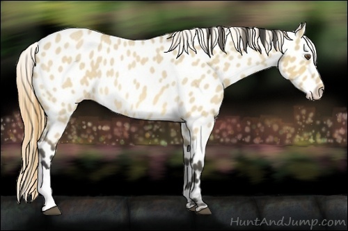 Horse Color:Buckskin Roan Dun Near Leopard