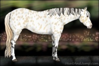 Horse Color:Buckskin Roan Dun Near Leopard