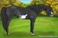 Horse Color:Black Frame Rabicano