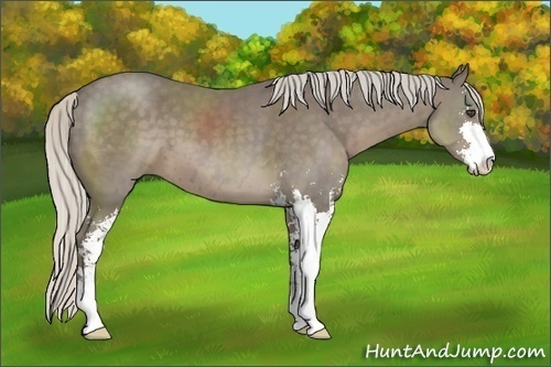Horse Color:Unknown 