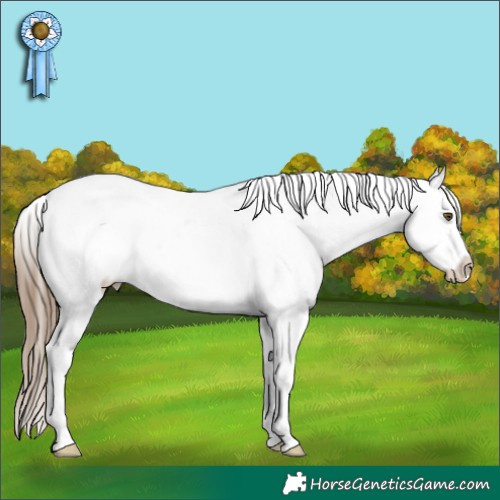 Horse Color:White Spotted Liver Chestnut Pearl Frame Appaloosa 