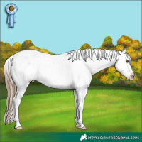 Horse Color:White Spotted Liver Chestnut Pearl Frame Appaloosa 