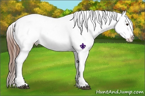 Horse Color:Chestnut Appaloosa 