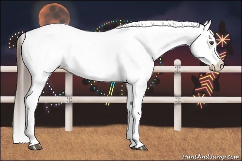 Horse Color:Liver Chestnut Appaloosa 