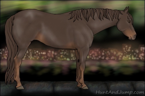 Horse Color:Liver Chestnut Sabino
