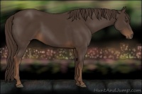 Horse Color:Liver Chestnut Sabino 