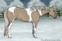 Horse Color:Silver Grullo Sabino Tobiano