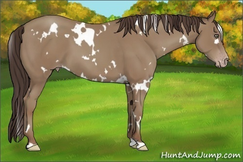 Horse Color:White Spotted Classic Champagne 