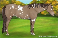 Horse Color:White Spotted Classic Champagne