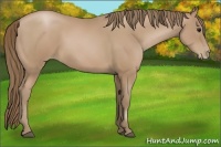 Horse Color:Black Pearl