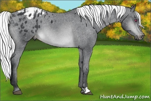 Horse Color:Silver Brown Chinchilla Appaloosa 