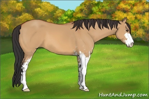 Horse Color:Unknown 