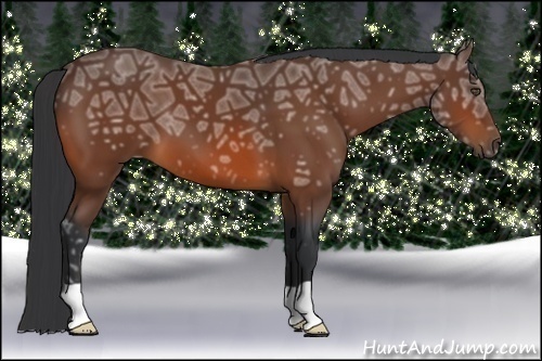Horse Color:Bay Ice 