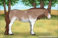 Horse Color:White Spotted Red Roan 