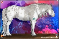 Horse Color:White Spotted Silver Black Splash Appaloosa Rabicano 