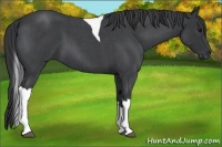 Horse Color:Blue Roan Tobiano 